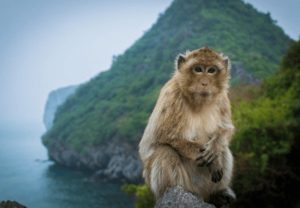 Đảo Khỉ Cát Bà – Thiên đường hoang dã giữa lòng vịnh Lan Hạ