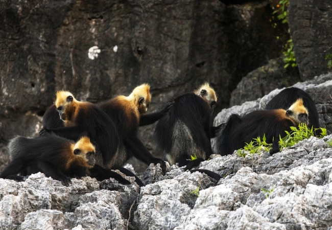 Voọc Cát Bà: Báu vật linh trưởng duy nhất trên hành tinh